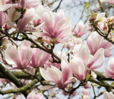 vulling voor geurflesje - magnolia 1 liter